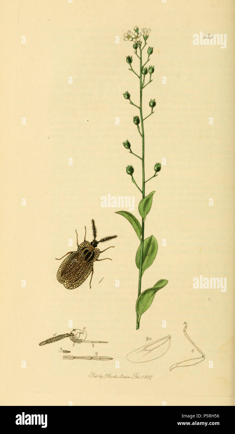 N/A. Anglais : John Curtis British Entomology (1824-1840), folio 154 Dictynota Dictyonota tricornis crassicornis synonyme de (nom valide) (à cornes poilues Tingis).La plante est Samolus valerandi' (Brook-weed) . 1836. John Curtis (1791-1862) Noms alternatifs Curtis ; J. Curtis et entomologiste Britannique Description illustrator Date de naissance/décès 3 Septembre 1791 6 octobre 1862 Lieu de naissance/décès Norwich, Norfolk Londres Londres lieu de travail contrôle d'autorité : Q327944 VIAF:53707224 ISNI:0000 0000 7374 6250 RCAC:pas de bibliothèque ouverte89015596:OL2514429A Oxford Dict.:6959 236 E Britannique WorldCat Banque D'Images