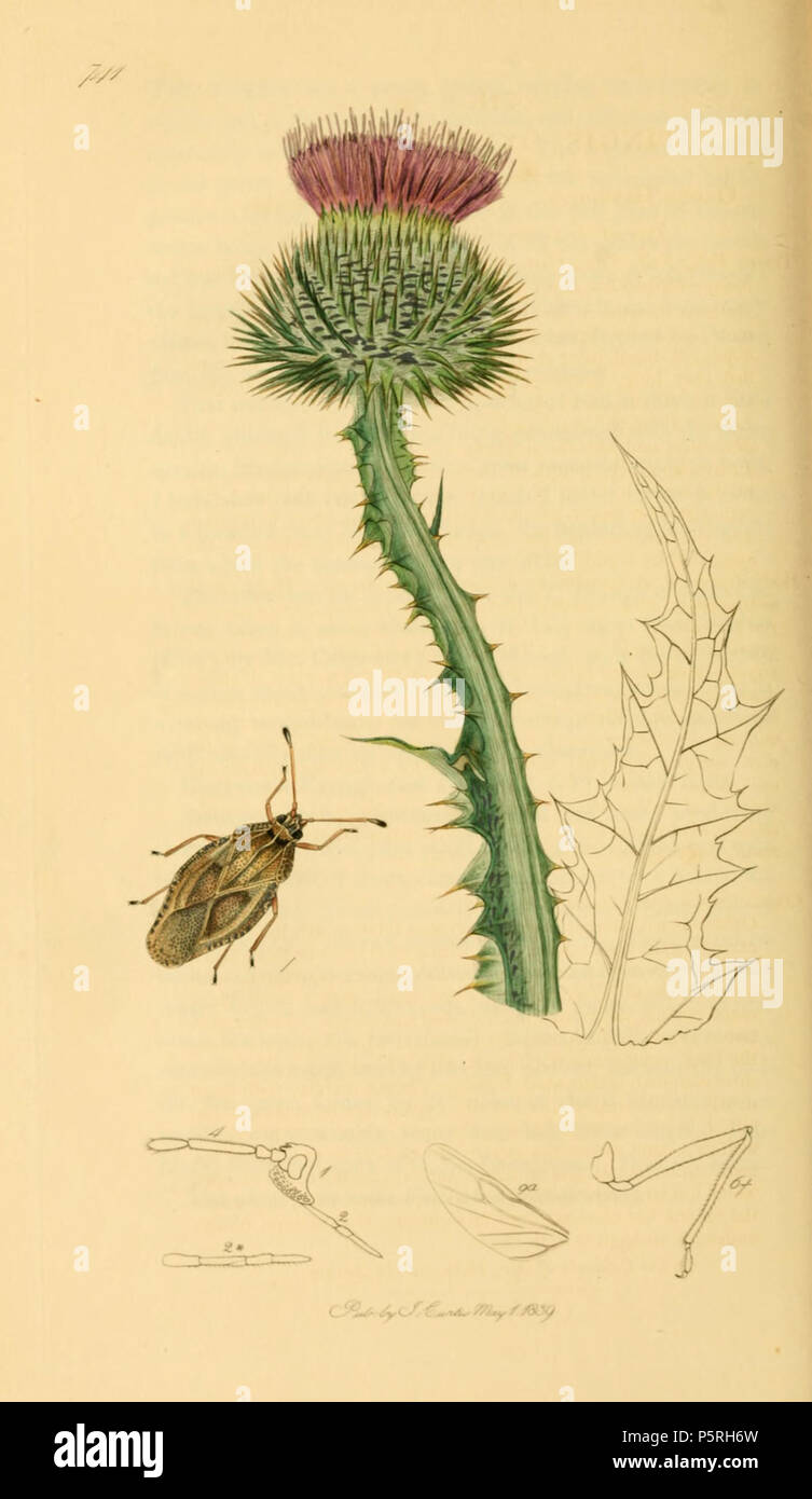 N/A. Anglais : John Curtis British Entomology (1824-1840), folio 741 oxyacanthaesynonym Physatocheila dumetorum Tingis pour l'usine est Onopordium acanthium Chardon (coton) . 1836. John Curtis (1791-1862) Noms alternatifs Curtis ; J. Curtis et entomologiste Britannique Description illustrator Date de naissance/décès 3 Septembre 1791 6 octobre 1862 Lieu de naissance/décès Norwich, Norfolk Londres Londres lieu de travail contrôle d'autorité : Q327944 VIAF:53707224 ISNI:0000 0000 7374 6250 RCAC:pas de bibliothèque ouverte89015596:OL2514429A Oxford Dict.:6959 WorldCat 236 British Entomology Volume 7 (John Curti Banque D'Images