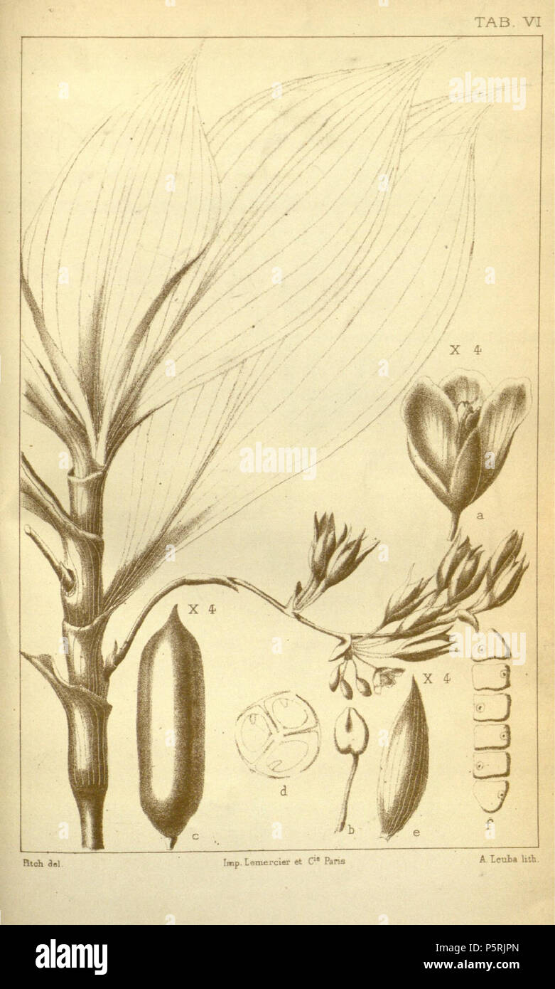 N/A. Anglais : illustration d'Buforrestia mannii dans la publication originale de l'genre et l'espèce. a. Flower b. Étamine c. Capsule, viewl dorsale d. Capsule, section horizontale e. Les sépales, agrandi après croissance capsule f. Semences et seul locule capsule, vue dorsale . 1881. C.B. Clarke à Alphonse Pyramus de Candolle lithographie ; par A. Leuba 248 Buforrestia Phaneorogamarum Monographiae Clarke CB manii Onglet 7 Banque D'Images