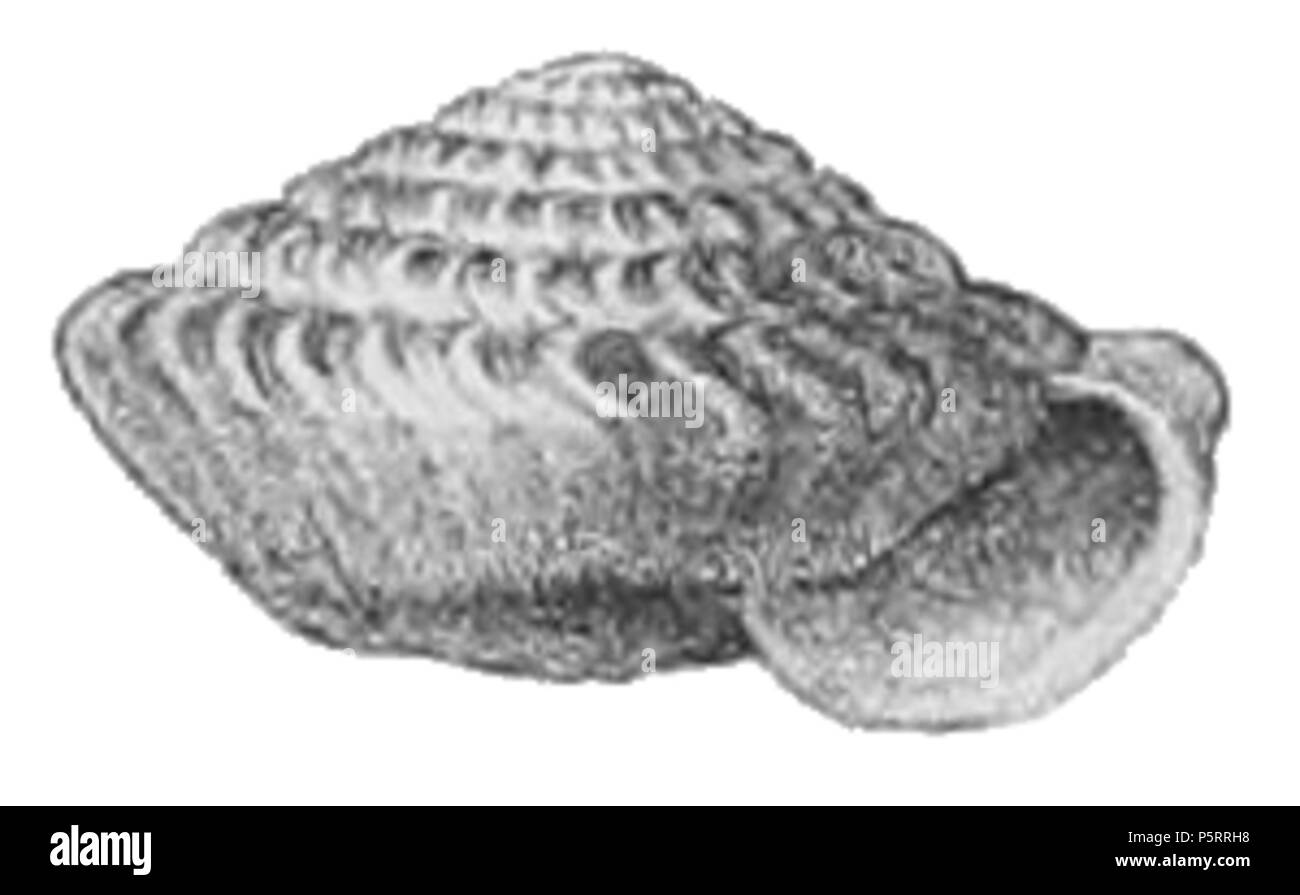 271 Careoradula perelegans shell Banque D'Images