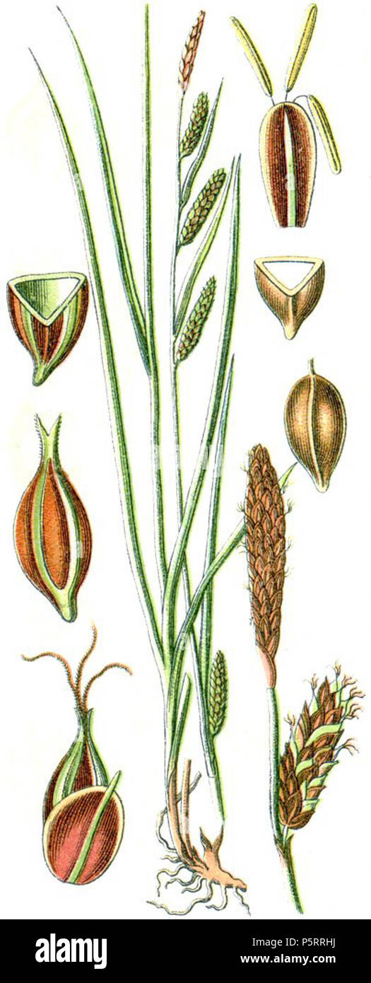 N/A. Latina : Carex binervis, syn. Carex distans subsp. binervis . 1796. Johann Georg Sturm 271 Carex binervis Banque D'Images