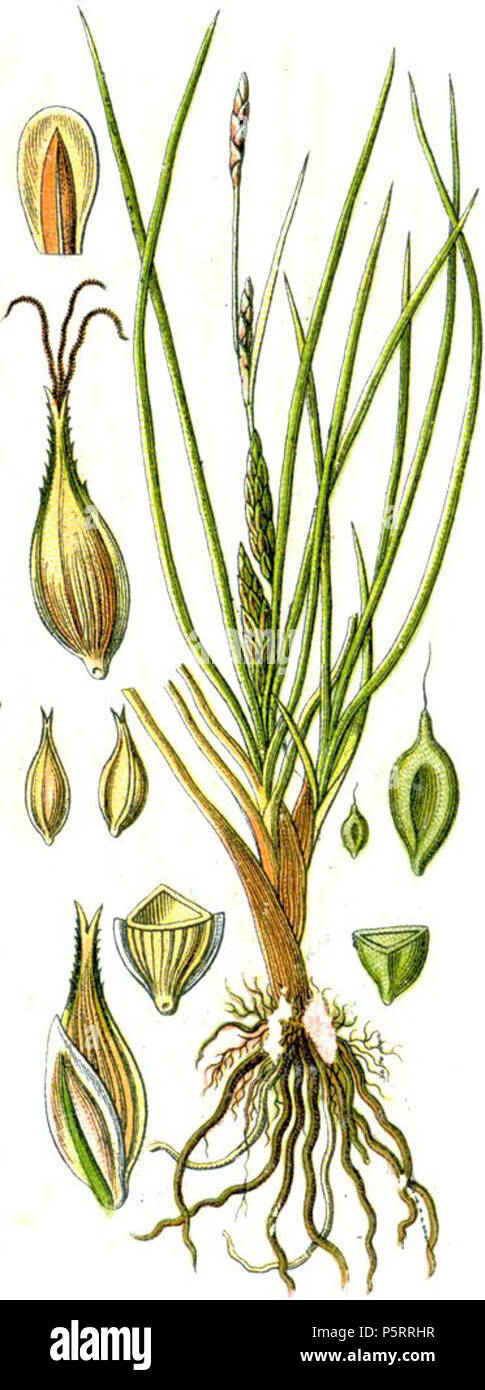 N/A. Latina : Carex hordeistichos . 1796. Johann Georg Sturm 271 Carex hordeistichos Banque D'Images