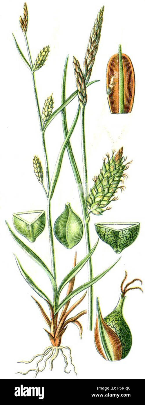 N/A. Latina : Carex punctata . 1796. Johann Georg Sturm 271 Carex punctata Banque D'Images