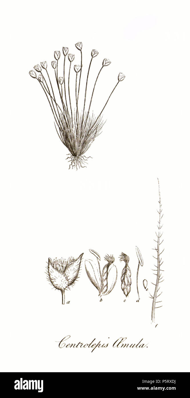 N/A. Illustration de l'amula Centrolepis à partir d'une page à partir du volume X des transactions de la Société linnéenne de Londres, publié en 1811. 1811. Divers 286 Centrolepis amula-LSoL Banque D'Images