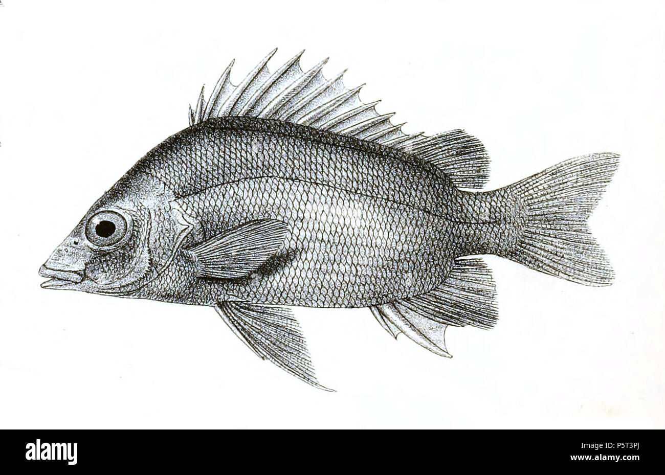 N/A. Mesopristes argenteus syn. Datnia argentea les noms d'espèces / vérification de l'identité nécessaire. Les plaques d'origine a montré les poissons vers la droite et ont dû être retourné ici. Datnia argentea . 1878. George Henry Ford (1808-1876) Noms alternatifs G. H. Ford artiste Description Date de naissance/décès 20 Mai 1808 Lieu de naissance 1876 décès/colonie du Cap London Authority control : Q17105498 VIAF:317102730 RCAC:n2015185868 415 Datnia WorldCat argentea Ford 18 Banque D'Images