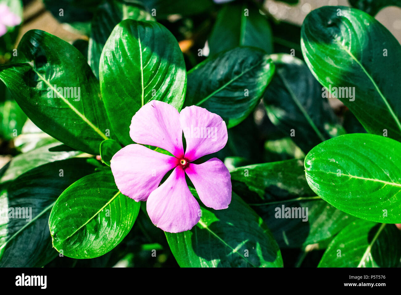 Pervenche de Madagascar Sex cinq fleurs pétales cinq pétales Fleur  