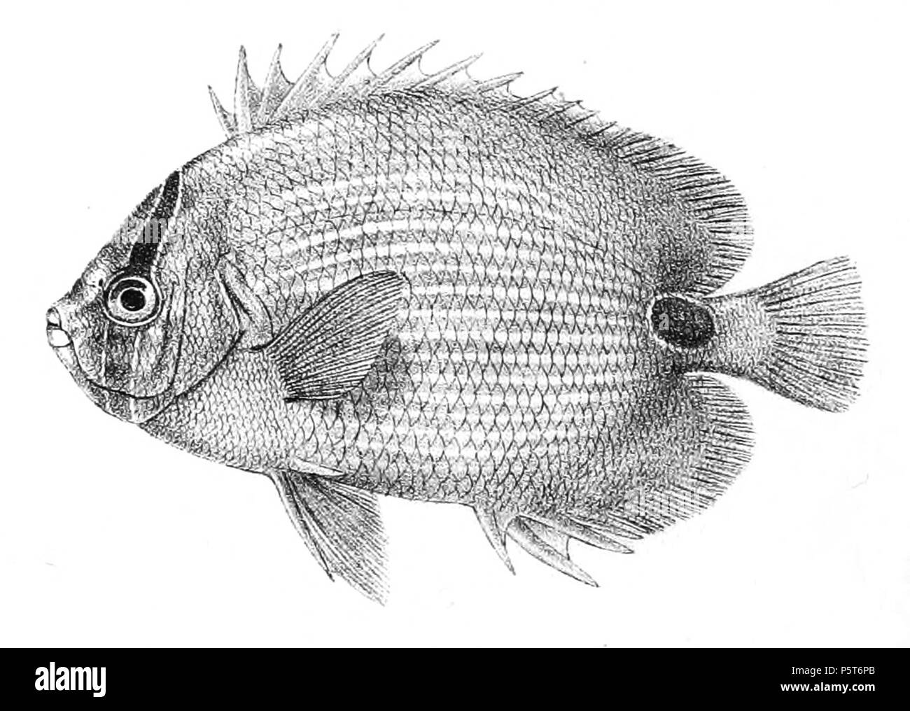 N/A. Les noms d'espèces / vérification de l'identité nécessaire. Les plaques d'origine a montré les poissons vers la droite et ont dû être retourné ici. Chaetodon plebeius . 1878. George Henry Ford (1808-1876) Noms alternatifs G. H. Ford artiste Description Date de naissance/décès 20 Mai 1808 Lieu de naissance 1876 décès/colonie du Cap London Authority control : Q17105498 VIAF:317102730 RCAC:n2015185868 323 WorldCat Chaetodon plebeius Ford 26 Banque D'Images