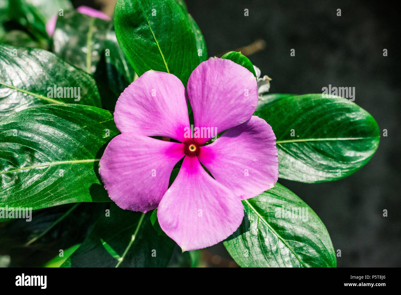 Pervenche de Madagascar Sex cinq fleurs pétales cinq pétales Fleur  