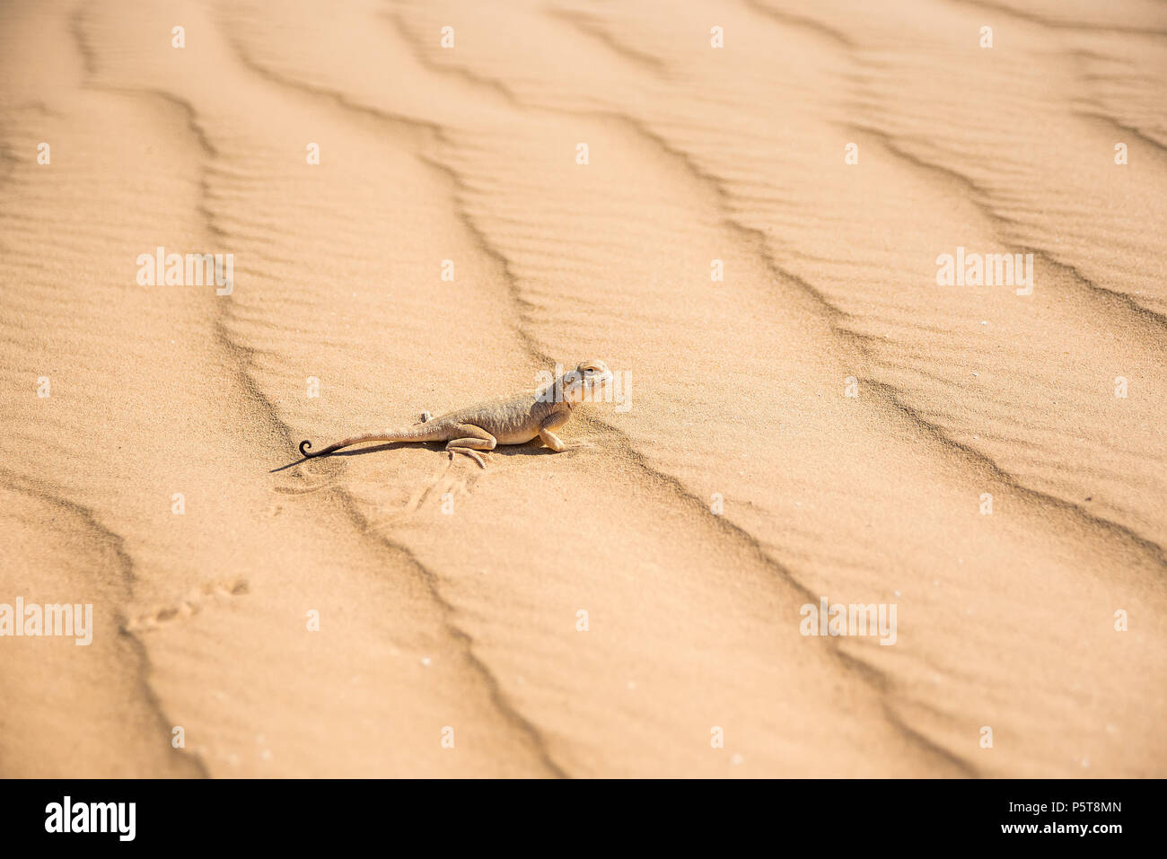 Repéré à tête de crapaud de l'Agama sur du sable fermer Banque D'Images