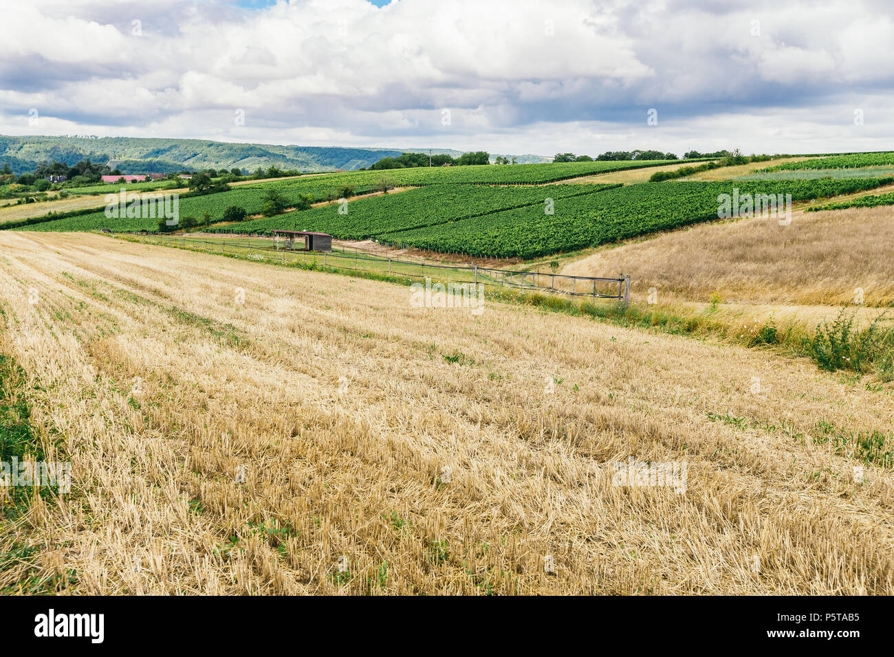 Raisin vert en France, de la nature du nord de la Bourgogne, Chablis Banque D'Images Raisin vert en France, de la nature du nord de la Bourgogne, Chablis Banque D'Images