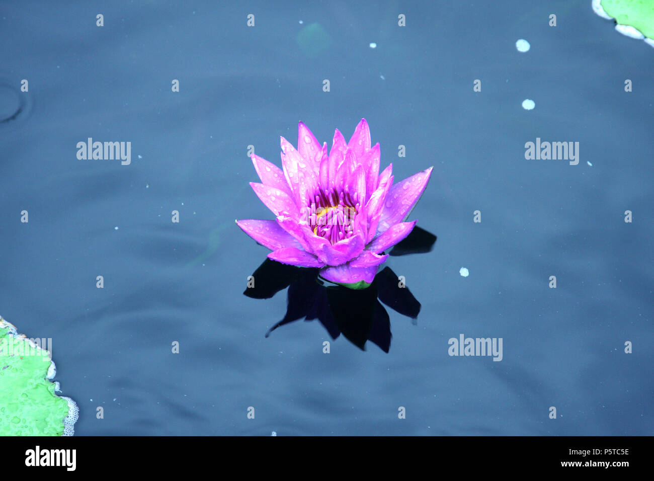 Fleur de lotus Star/ Nymphaea nouchali Banque D'Images