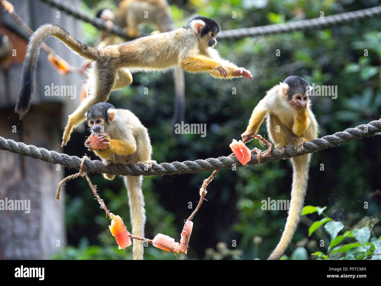 Les singes écureuils se rafraîchir au ZSL London Zoo que comme l'été reste vague. Banque D'Images