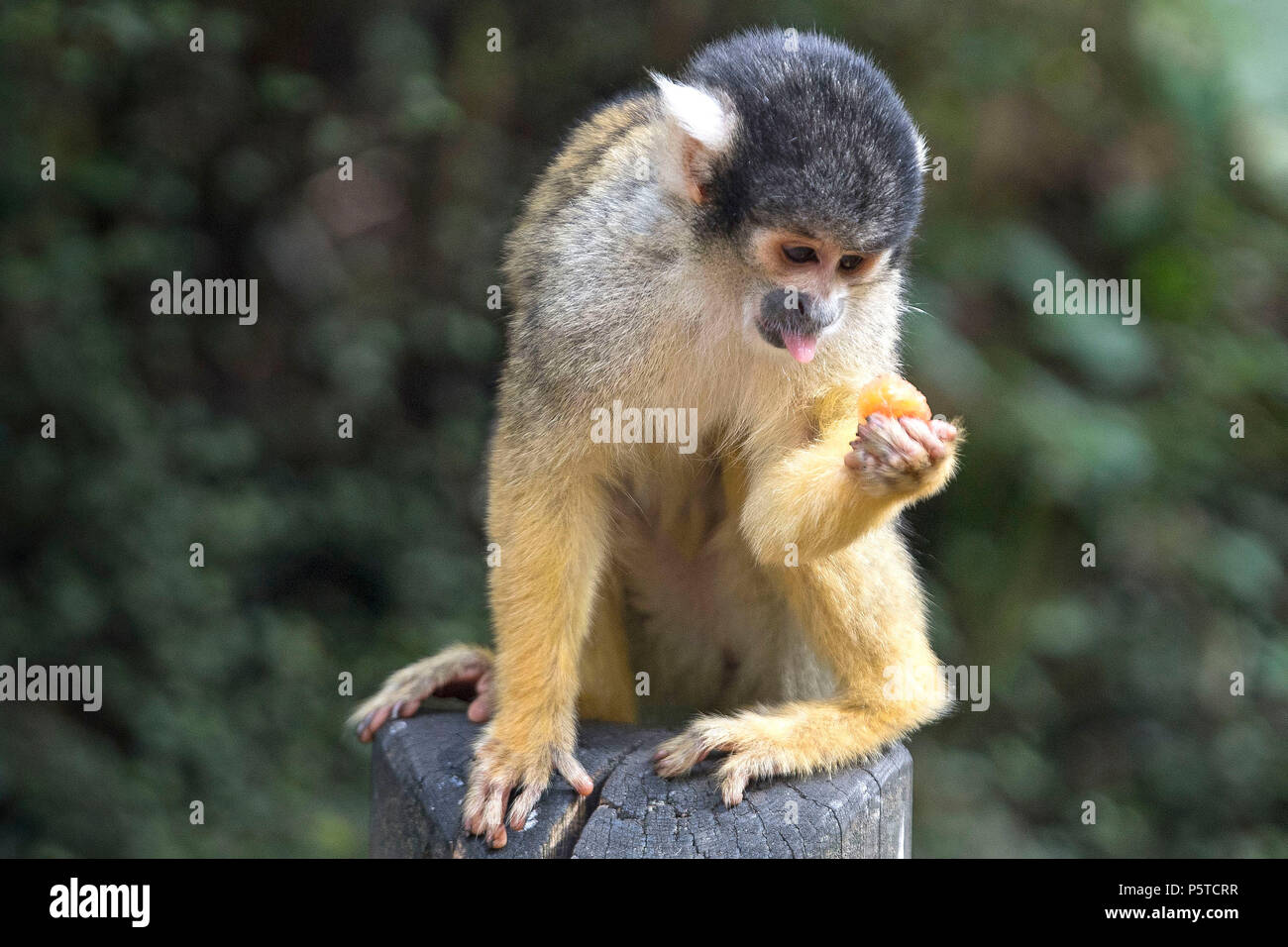 Un singe-écureuil cools off au ZSL London Zoo que comme l'été reste vague. Banque D'Images