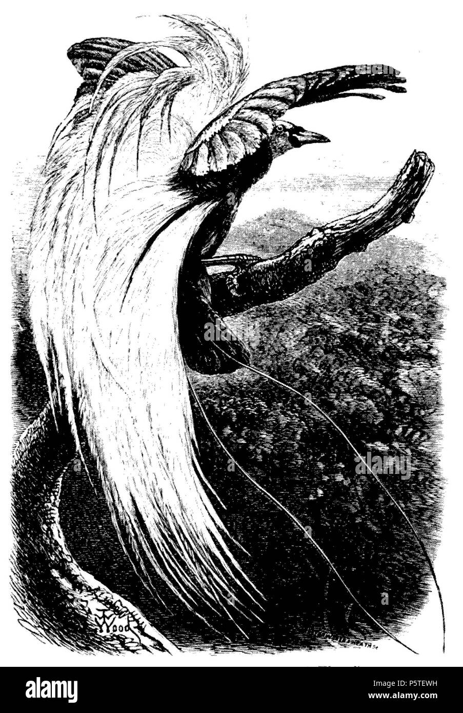 413 DarwinAbst47 Banque D'Images