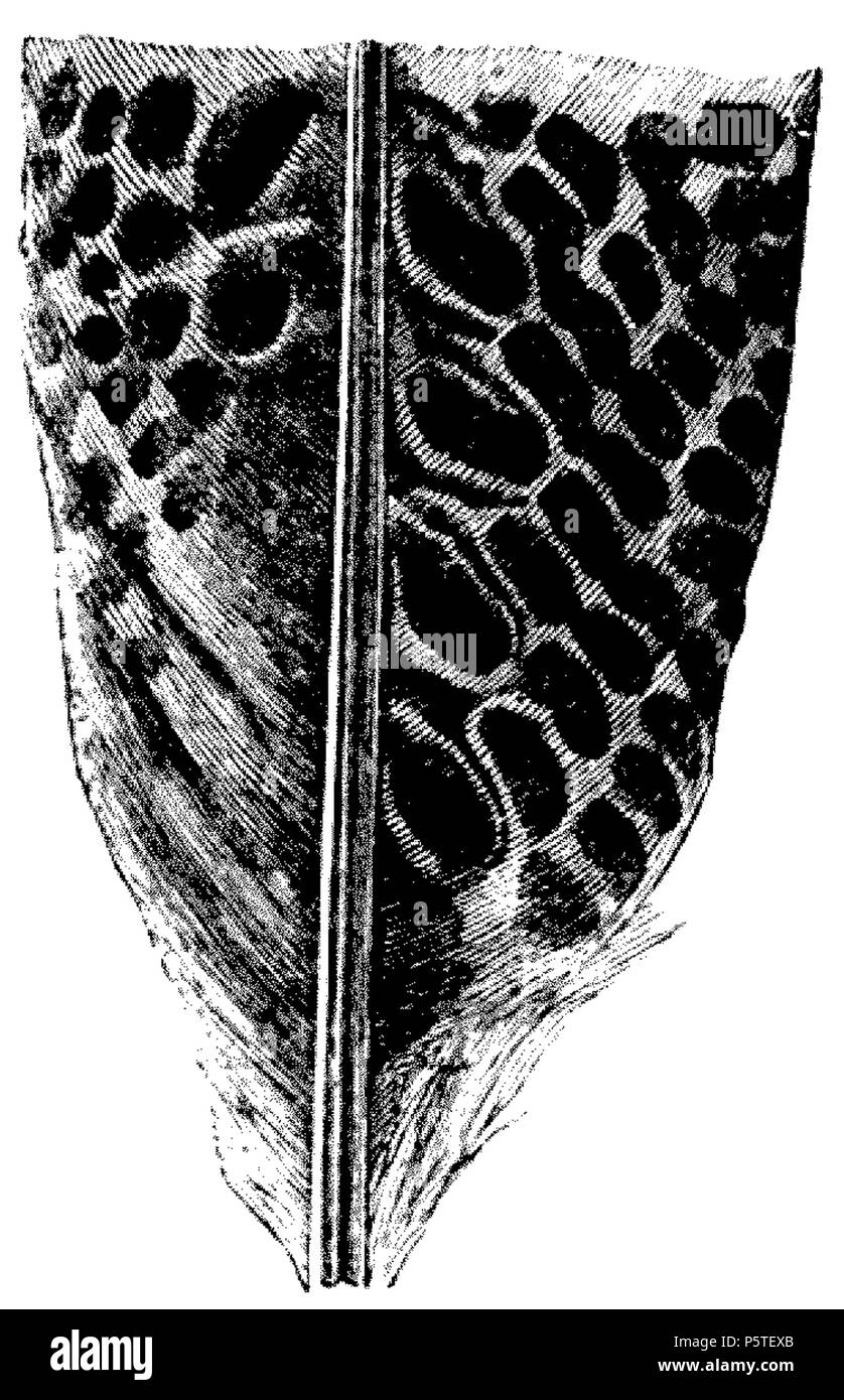 414 DarwinAbst58 Banque D'Images