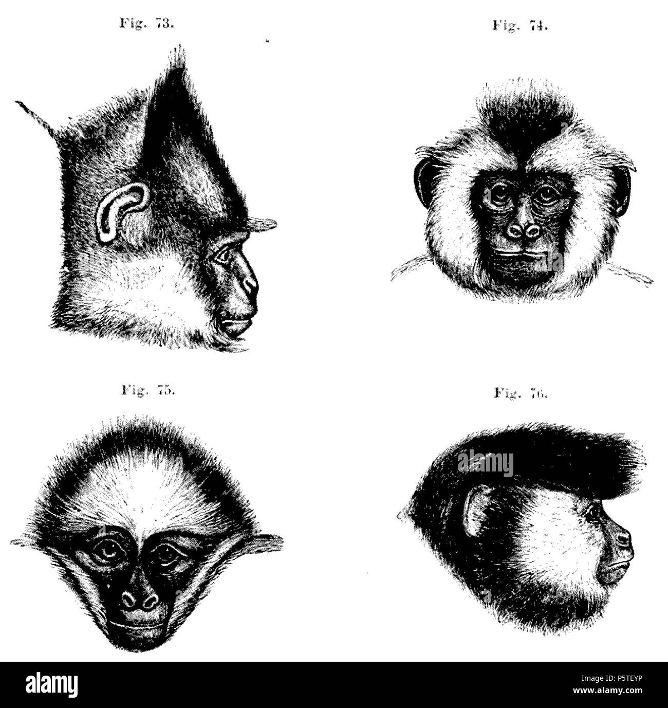 414 DarwinAbst73-76 Banque D'Images