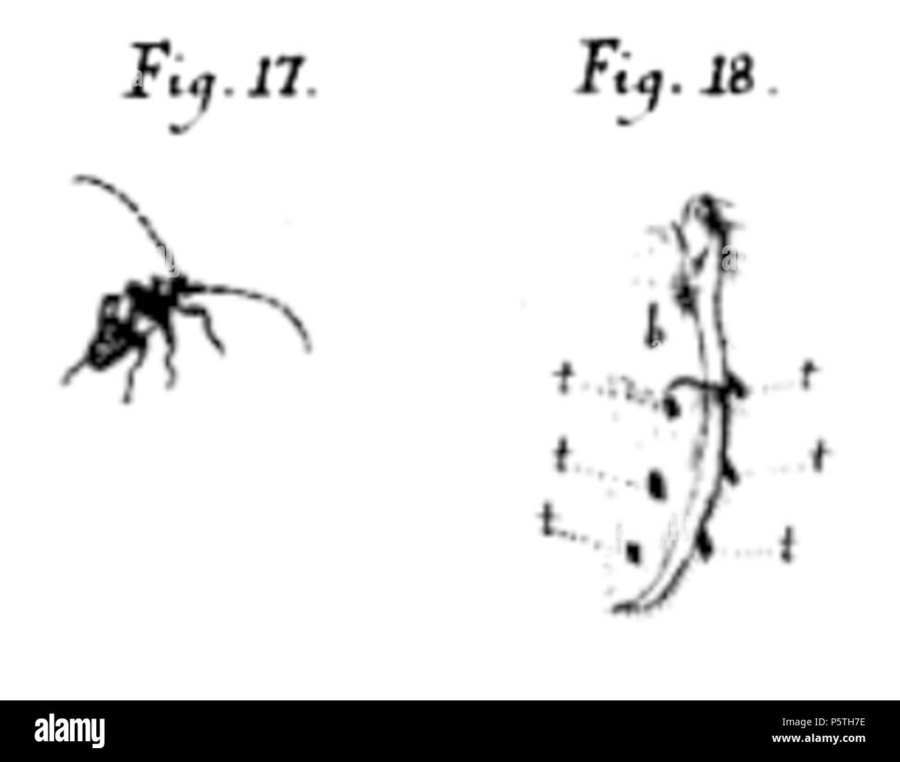 420 De Geer Agapanthia fasciculatus Banque D'Images