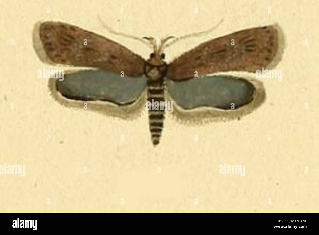 N/A. Anglais : Depressaria badiella . 1796. HÜBNER, J. 436 Depressaria badiella Banque D'Images