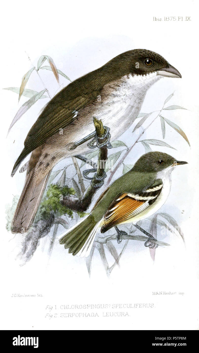 N/A. Anglais : " Chlorospingus speculiferus Nesospingus speculiferus "  = (Tangara Portoricain) " Serpophaga leucura "  = Mecocerculus cinnamomeipectus (Bruant à winged Tyrannulet) English : " Chlorospingus speculiferus Nesospingus speculiferus "  = (Tangara de Porto Rico) » » leucura Serpophaga  = Mecocerculus cinnamomeipectus (Tyranneau à ailes rousses) . 1875. John Gerrard Keulemans (1842-1912) Alternative Names Johannes Gerardus Keulemans ; J. G. Keulemans ornithologue néerlandais Description et l'artiste Date de naissance/décès 8 Juin 1842 29 décembre 1912 Lieu de naissance/décès Auteur Londres Rotterdam Banque D'Images
