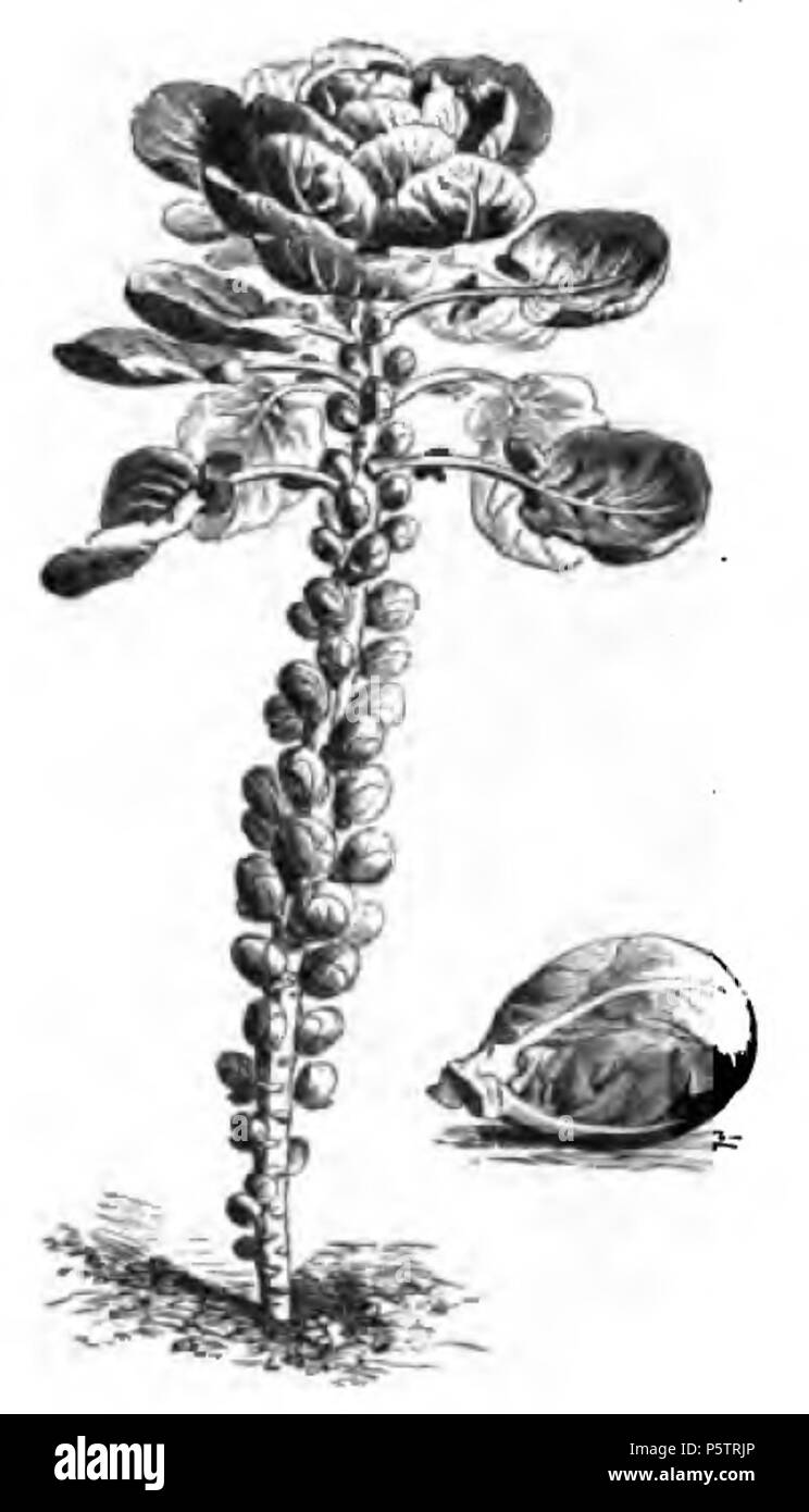 342 Chou de Bruxelles ordinaire Vilmorin-Andrieux 1883 Banque D'Images