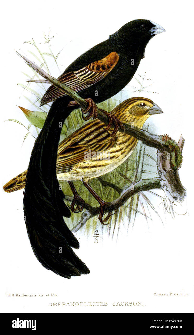 N/A. Drepanoplectes Euplectes jacksoni jacksoni  = . 1891. John Gerrard Keulemans (1842-1912) Alternative Names Johannes Gerardus Keulemans ; J. G. Keulemans ornithologue néerlandais Description et l'artiste Date de naissance/décès 8 Juin 1842 29 décembre 1912 Lieu de naissance/décès Rotterdam London Authority control : Q1335286 VIAF:42113661 ISNI:0000 0000 6313 981X ULAN:500041975 RCAC:no98083374 ALN:35268760 472 DrepanoplectesJacksoniKeulemans WorldCat Banque D'Images