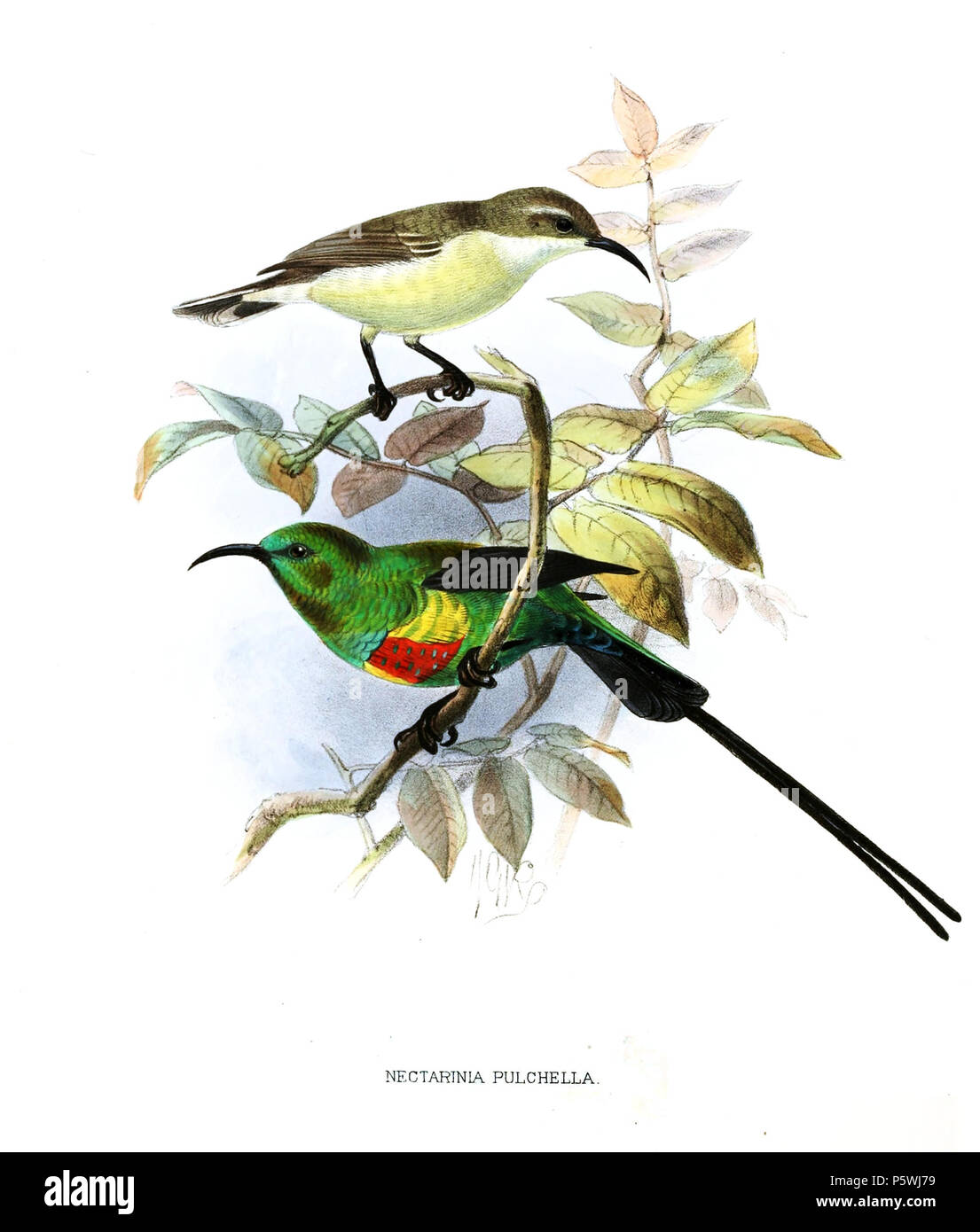 N/A. Chalcomitra pulchellus . 1880. John Gerrard Keulemans (1842-1912) Alternative Names Johannes Gerardus Keulemans ; J. G. Keulemans ornithologue néerlandais Description et l'artiste Date de naissance/décès 8 Juin 1842 29 décembre 1912 Lieu de naissance/décès Rotterdam London Authority control : Q1335286 VIAF:42113661 ISNI:0000 0000 6313 981X ULAN:500041975 RCAC:no98083374 ALN:35268760 349 WorldCat Chalcomitra pulchellus Keulemans Banque D'Images