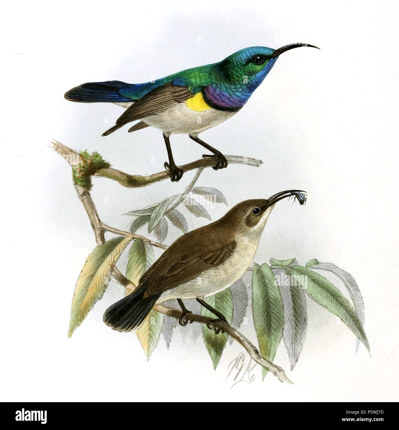 N/A. Talatala chalcomitra . 1880. John Gerrard Keulemans (1842-1912) Alternative Names Johannes Gerardus Keulemans ; J. G. Keulemans ornithologue néerlandais Description et l'artiste Date de naissance/décès 8 Juin 1842 29 décembre 1912 Lieu de naissance/décès Rotterdam London Authority control : Q1335286 VIAF:42113661 ISNI:0000 0000 6313 981X ULAN:500041975 RCAC:no98083374 ALN:35268760 349 talatala Keulemans Chalcomitra WorldCat Banque D'Images