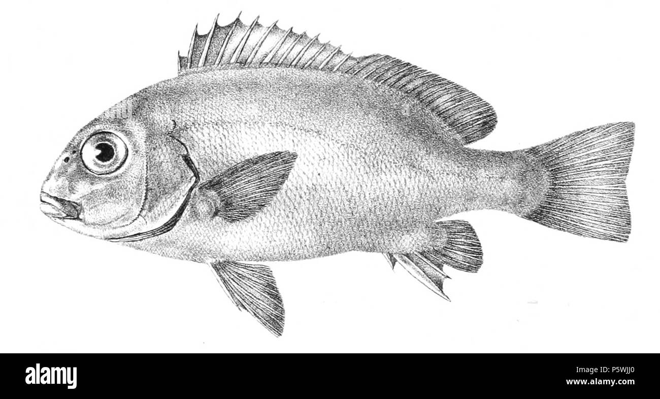 N/A. Les noms d'espèces / vérification de l'identité nécessaire. Les plaques d'origine a montré les poissons vers la droite et ont dû être retourné ici. Diagramma griseum . 1878. George Henry Ford (1808-1876) Noms alternatifs G. H. Ford artiste Description Date de naissance/décès 20 Mai 1808 Lieu de naissance 1876 décès/colonie du Cap London Authority control : Q17105498 VIAF:317102730 RCAC:n2015185868 446 WorldCat Diagramma griseum Ford 21 Banque D'Images
