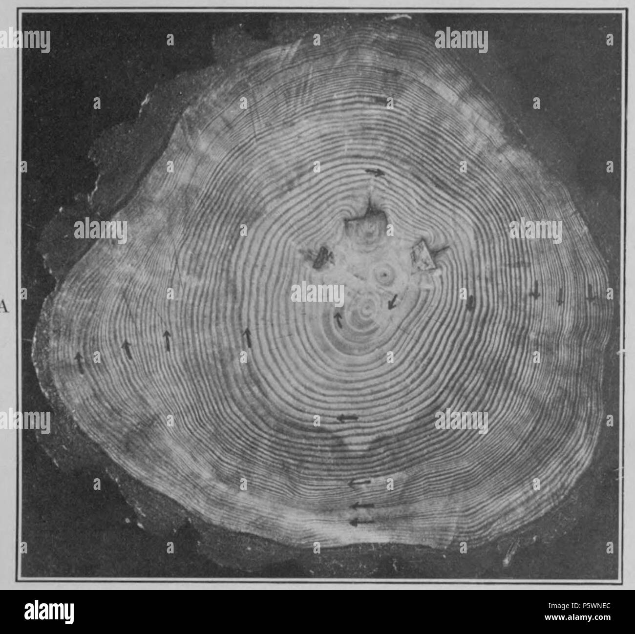 N/A. Anglais : Plaque 3A.-Section de Scotch pine du sud de l'Angleterre. 1919. Andrew Ellicott Douglass 353 cycles climatiques et Tree-Growth Plate 3A Banque D'Images