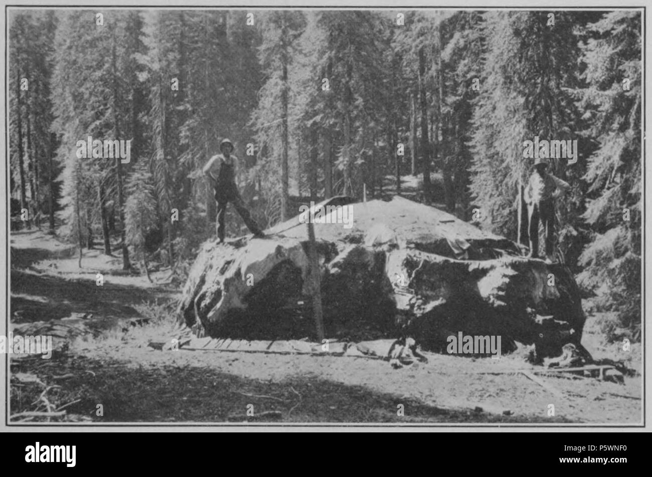 N/A. Anglais : Plaque 7B.-centenaire stump, Enterprise, coupées en 1874 : D-23, d'âge 3075 ans. 1919. Andrew Ellicott Douglass 353 cycles climatiques et Tree-Growth 7B Plaque Banque D'Images