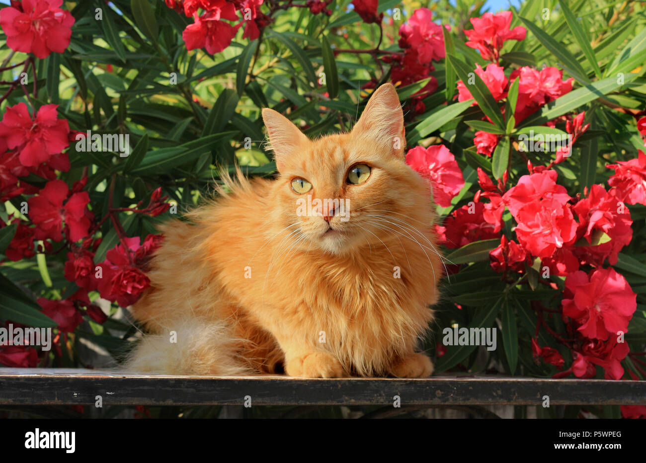 Longhaird semi chat domestique, mélange angora, allongé sur une table en face de la floraison des lauriers-roses Banque D'Images