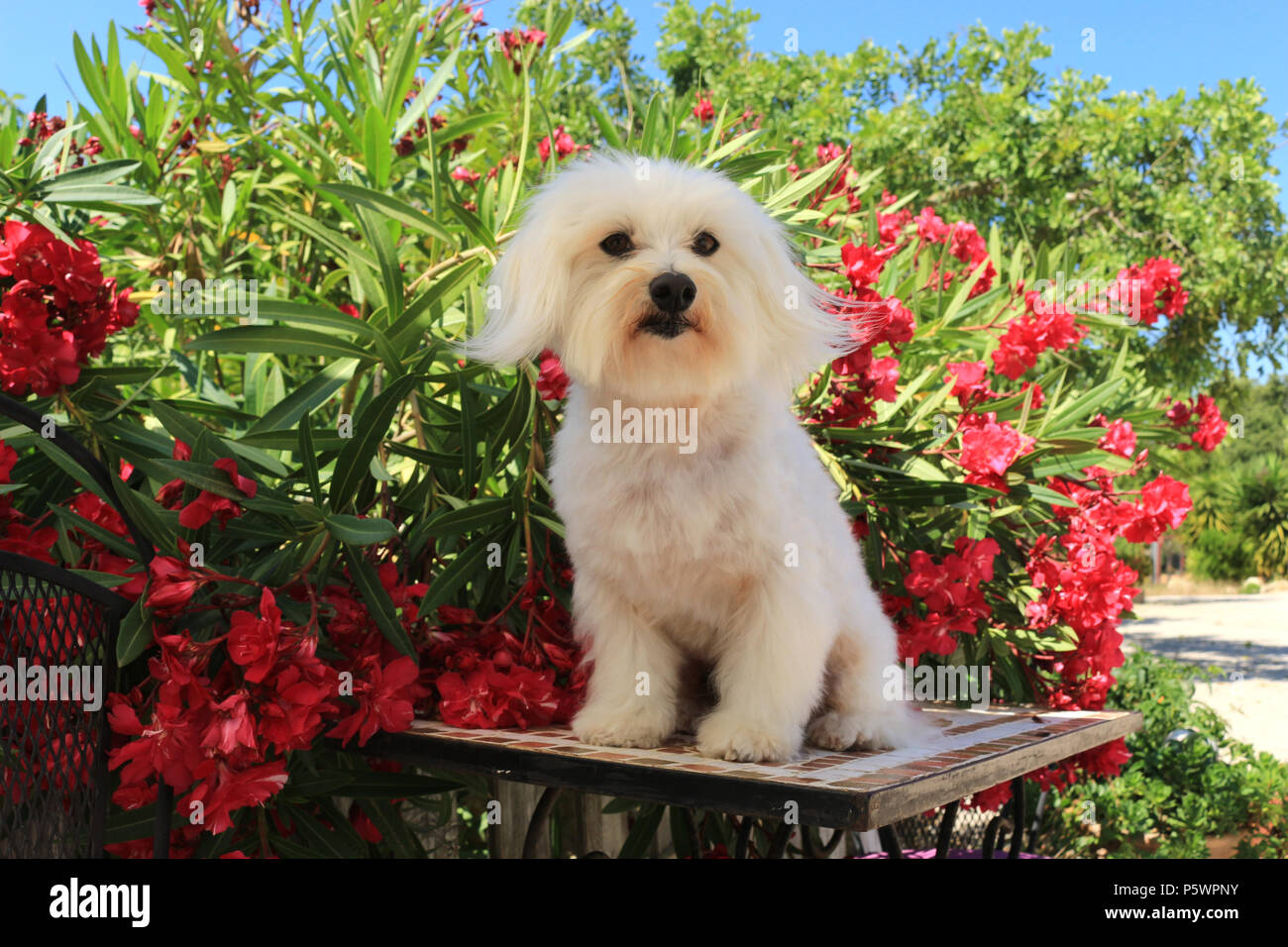 Le maltais chien assis sur une table en face de la floraison des lauriers-roses Banque D'Images