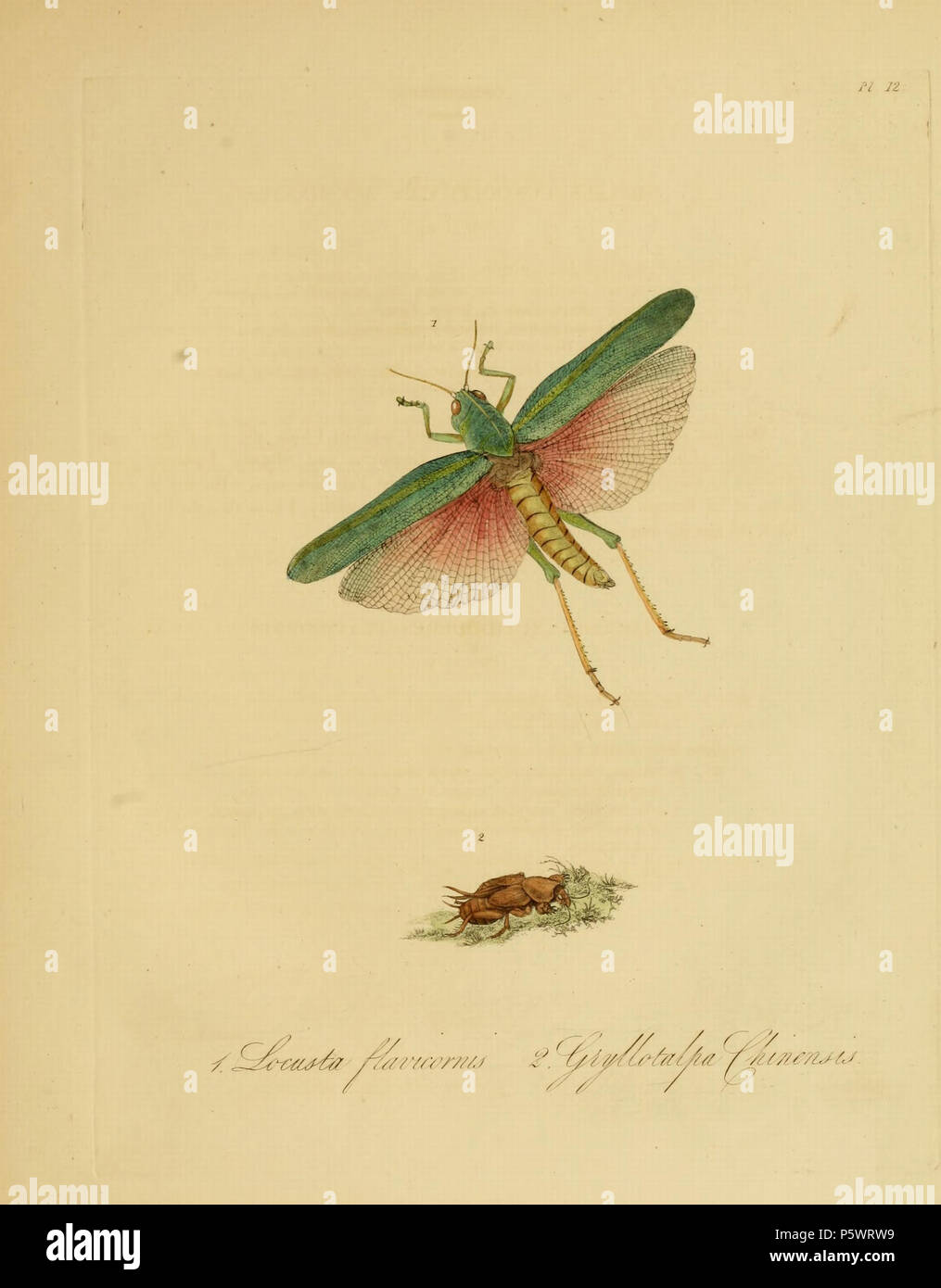 N/A. Pl. 12 de : "Histoire naturelle des insectes de la Chine". Avertissement : certains taxons/noms peuvent être mal identifié/mal appliqués ou placés dans un autre genre. [Illustration et texte de Donovan (1798) Partenariat pour la création de texte] : Gryllus flavicornis, [nom de Westwood 1838 Texte révisé] : RUTIDODERES FLAVICORNIS (LOCUSTA). [Illustration et Donovan texte de 1798 (TCP)] : Gryllus Gryllotalpa, [nom de Westwood 1838 Texte révisé] : GRYLLOTALPA CHINENSIS. . 1838. Edward Donovan (1768-1837) 466 Donovan - insectes de la Chine, 1838 - pl 12 Banque D'Images