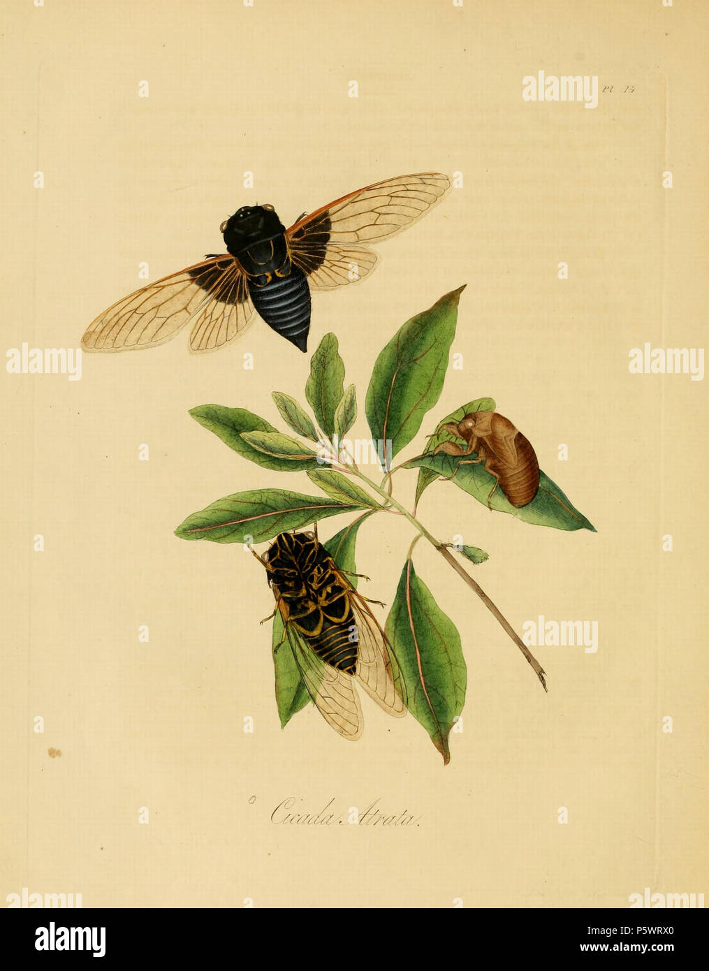 N/A. Pl. 15 de : "Histoire naturelle des insectes de la Chine". Avertissement : certains taxons/noms peuvent être mal identifié/mal appliqués ou placés dans un autre genre. [Illustration et texte de Donovan (1798) Partenariat pour la création de texte] : Cigale atrata, [nom de Westwood 1838 Texte révisé] : idem. . 1838. Edward Donovan (1768-1837) 466 Donovan - insectes de la Chine, 1838 - pl 15 Banque D'Images