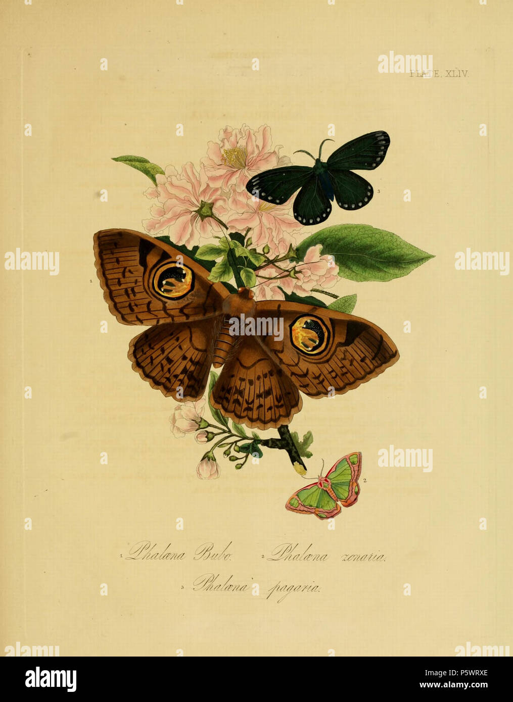 N/A. Pl. 44 de : "Histoire naturelle des insectes de la Chine". Avertissement : certains taxons/noms peuvent être mal identifié/mal appliqués ou placés dans un autre genre. [Donovan texte de 1798 (TCP) et l'illustration ECCO] légende : Phalaena Bubo , [nom de Westwood 1838 Texte révisé] : EREBUS MACROPS. [Donovan texte de 1798 (TCP) et l'illustration ECCO] légende : Phalaena zonaria , [nom de Westwood 1838 Texte révisé] : HIPPARQUE ZONARIUS. [Donovan texte de 1798 (TCP) et l'illustration ECCO] légende : Phalaena pagaria , [nom de Westwood 1838 Texte révisé] : CALLIMORPHA PANTHOREA. . 1838. Edward Donovan (1768-1837) 466 Don Banque D'Images
