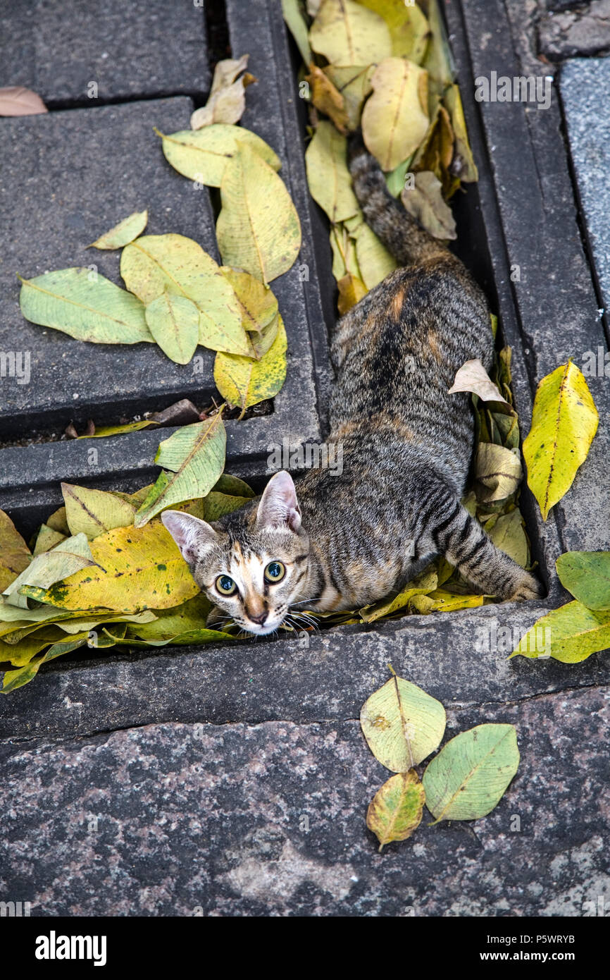 Feline Kitten Wet Banque D Image Et Photos Alamy
