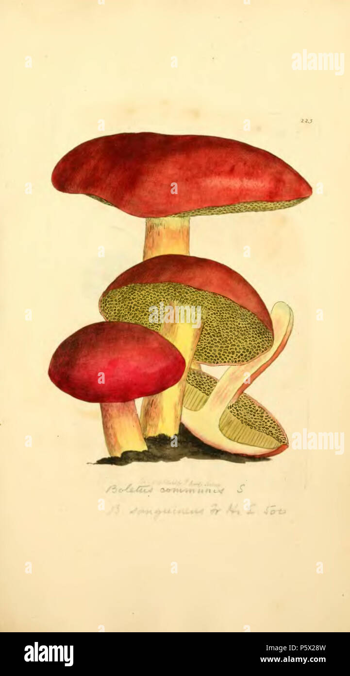 369 Les chiffres de couleur de l'anglais ou les Champignons Champignons - t. 225 Banque D'Images