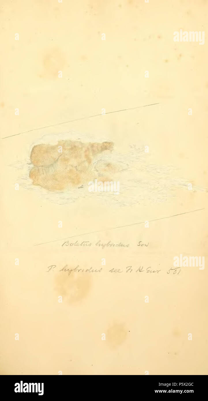 369 Les chiffres de couleur de l'anglais ou les Champignons Champignons - t. 289 Banque D'Images