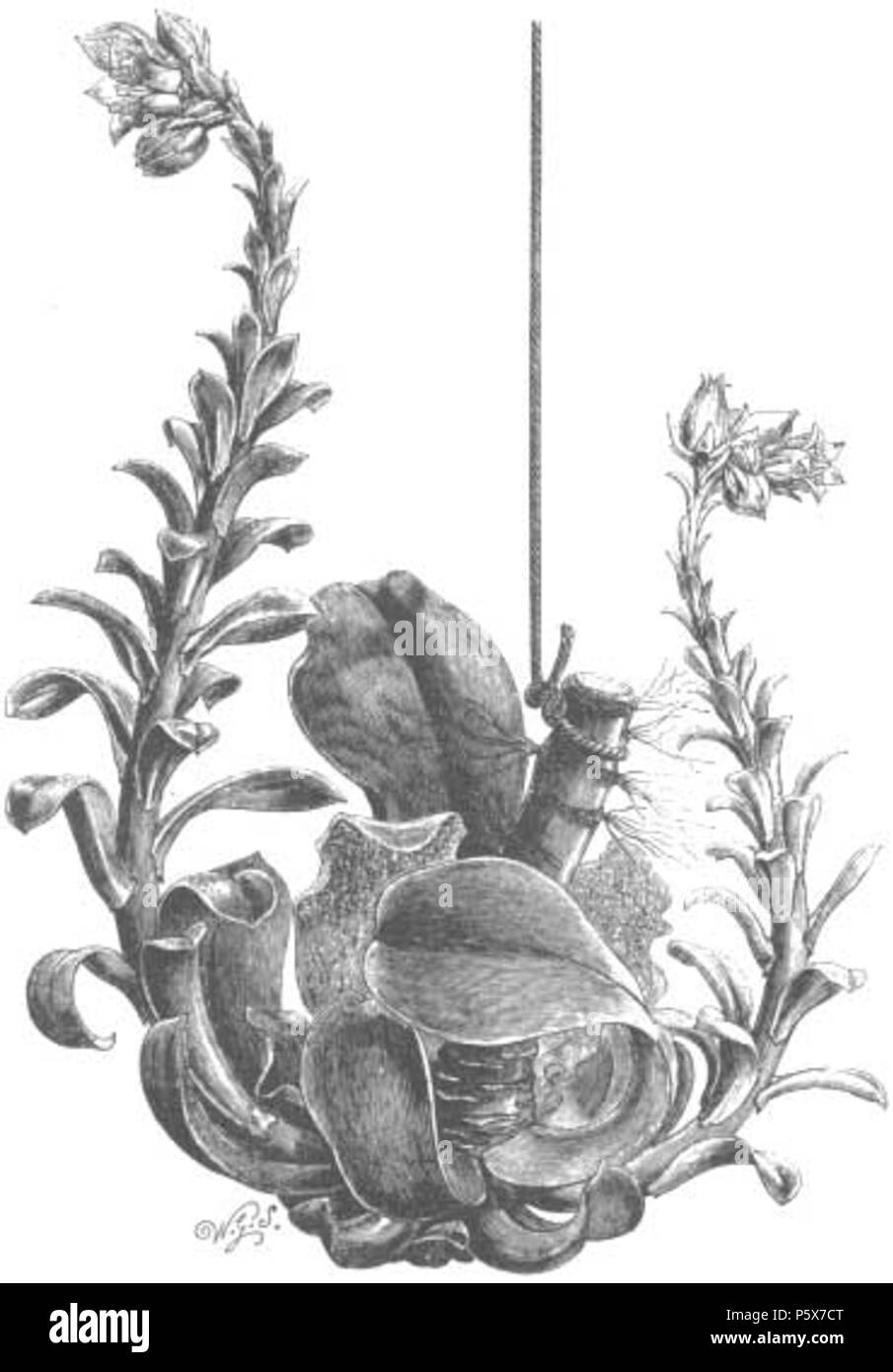 N/A. Cotylédon (Echeveria stolonifera à partir de la Chronique de jardiniers . 29 décembre 1877. Charles Darwin (1809-1882) Noms alternatifs Charles Robert Darwin naturaliste et auteur britannique Description Date de naissance/décès 12 février 1809, 19 avril 1882 Lieu de naissance/décès Du Mont, Shrewsbury Down House contrôle d'autorité : Q1035 VIAF:27063124 ISNI:0000 0001 2125 1077 ULAN:500228559 RCAC:n:NARA78095637 10580367 384 WorldCat (cotylédon) Echeveria stolonifera - Chronique de jardiniers Banque D'Images