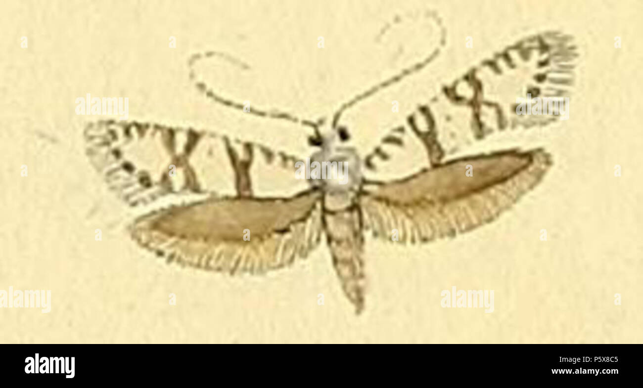 N/A. Digitivalva reticulella : anglais . 1796. HÜBNER Digitivalva reticulella 454 Banque D'Images