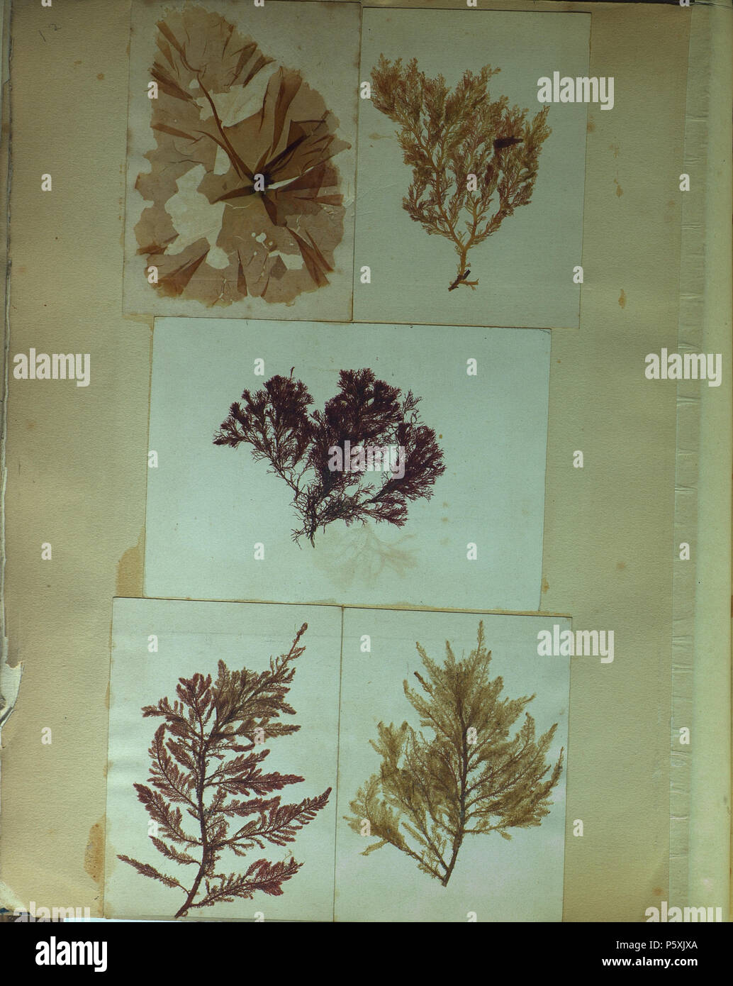 507 Emile Carot herbier d'algues marines 12 Banque D'Images