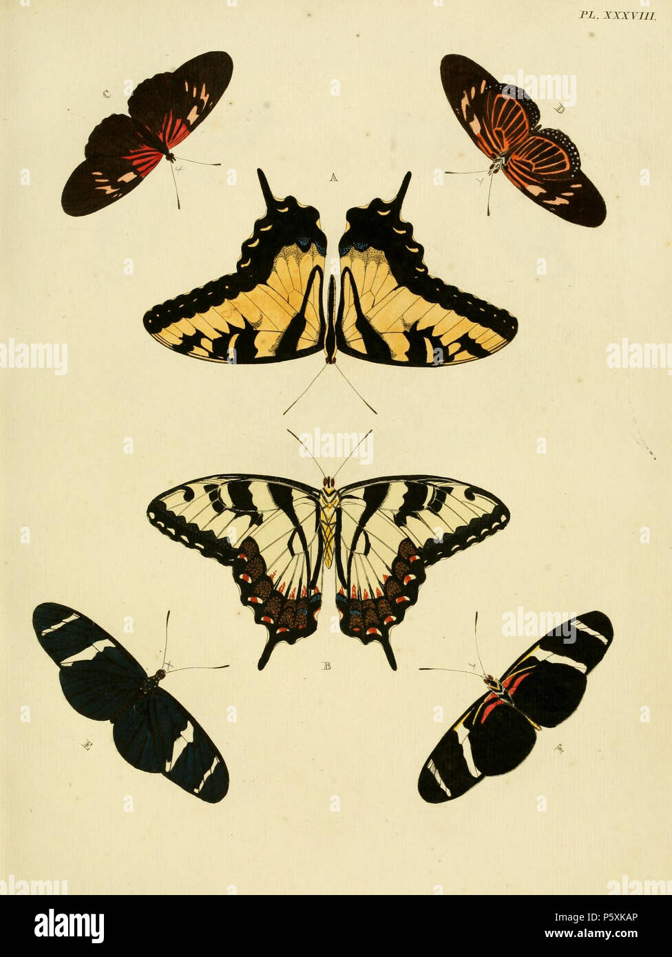 N/A. XXXVIII DE LA PLAQUE A, B : '(Papilio) Alcidamas" (  = Papilio glaucus), voir 2008 C, D : '(Papilio) Tales" (  = Eueides tales, iconotype), voir 2008 E, F : '(Papilio) Antiocha" (  = Heliconius antiochus), voir 2008 Remarque : le nom "Antiocha" ne se produit pas dans l'Index des noms de lépidoptères ou en 2008. Cramer fait référence dans sa description à la méthode linnéenne nom 'Pap. Helicon Antiochus'. Peut-être que Cramer a choisi ce nom non pas comme un adjectif, mais comme le nom de la ville de (Antakya). . 1779. Pieter Cramer (1721 - 1776) et CASPAR Stoll (entre 1725 et 1730 - 1791) 388 Cramer&amp;Stoll-uitlandsche kapellen vol. Banque D'Images