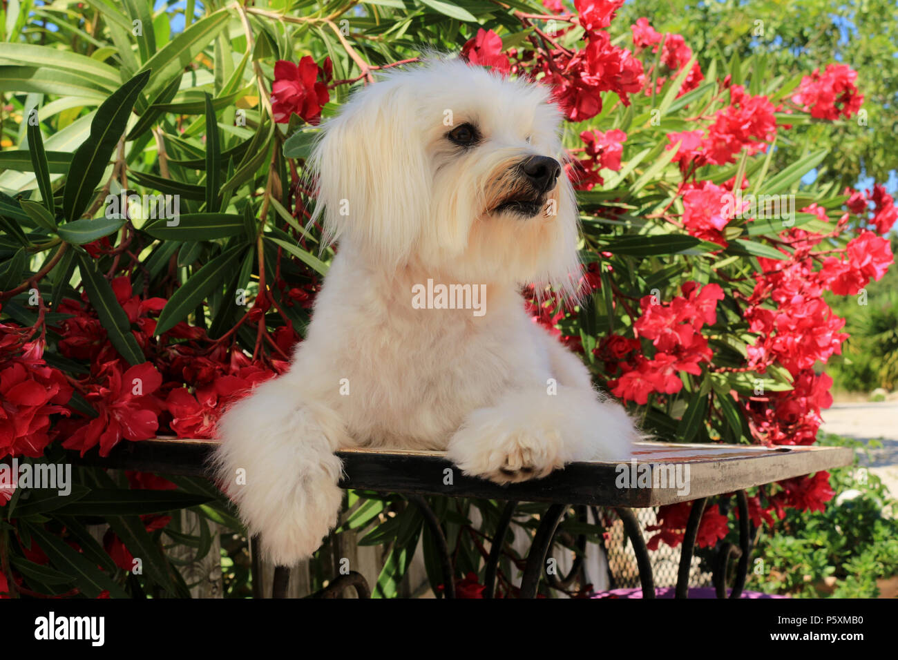 Maltese dog allongé sur une table en face de la floraison des lauriers-roses Banque D'Images