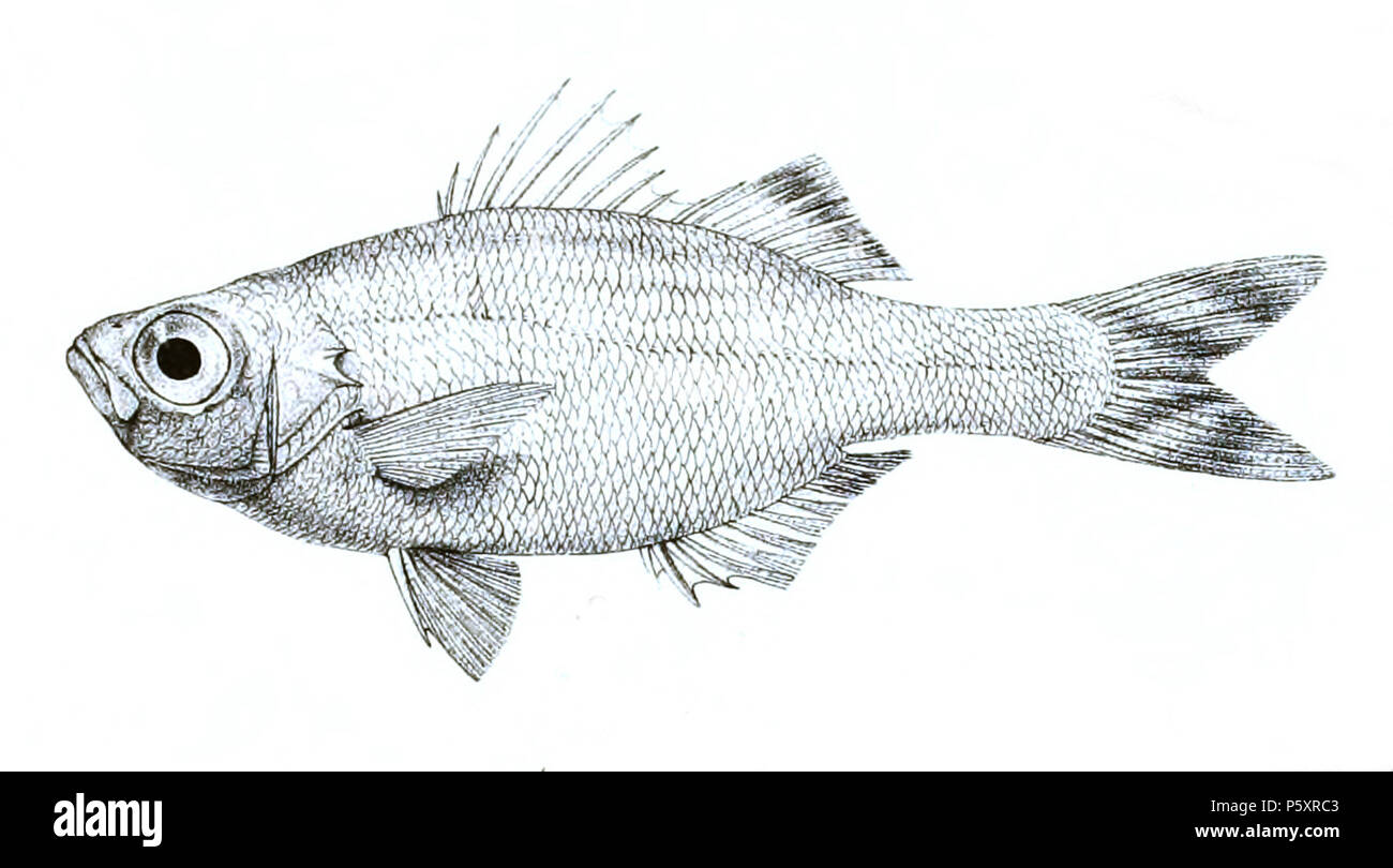 N/A. Les noms d'espèces / vérification de l'identité nécessaire. Les plaques d'origine a montré les poissons vers la droite et ont dû être retourné ici. Dules argenteus . 1878. George Henry Ford (1808-1876) Noms alternatifs G. H. Ford artiste Description Date de naissance/décès 20 Mai 1808 Lieu de naissance 1876 décès/colonie du Cap London Authority control : Q17105498 VIAF:317102730 RCAC:n2015185868 485 Dules WorldCat argenteus Ford 18 Banque D'Images