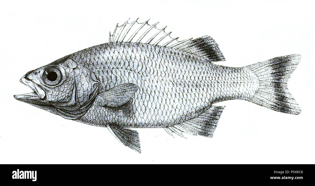 N/A. Les noms d'espèces / vérification de l'identité nécessaire. Les plaques d'origine a montré les poissons vers la droite et ont dû être retourné ici. Dules marginatus . 1878. George Henry Ford (1808-1876) Noms alternatifs G. H. Ford artiste Description Date de naissance/décès 20 Mai 1808 Lieu de naissance 1876 décès/colonie du Cap London Authority control : Q17105498 VIAF:317102730 RCAC:n2015185868 485 Dules WorldCat marginatus Ford 18 Banque D'Images