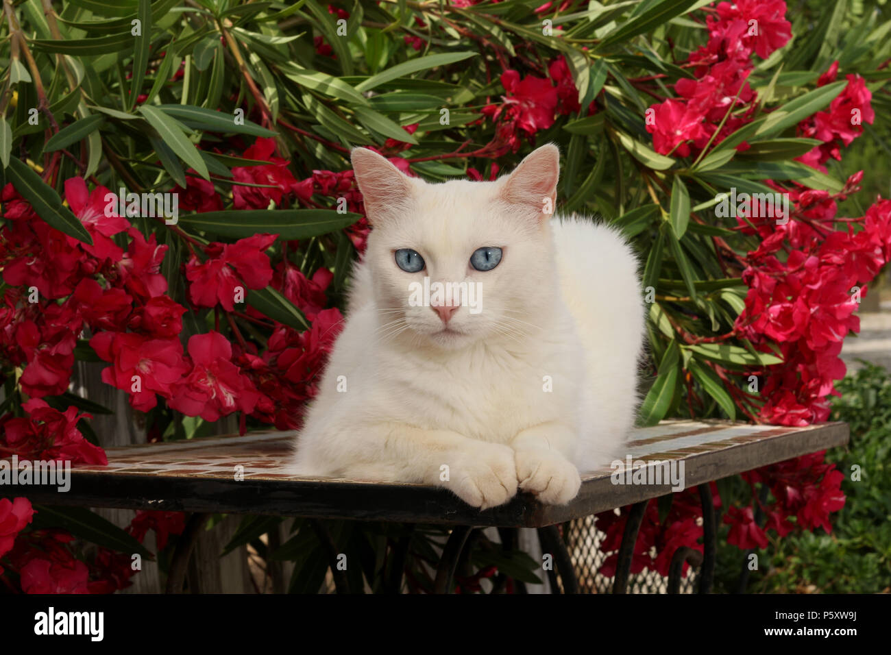 Chat blanc est posé sur une table en face de la floraison des lauriers-roses Banque D'Images