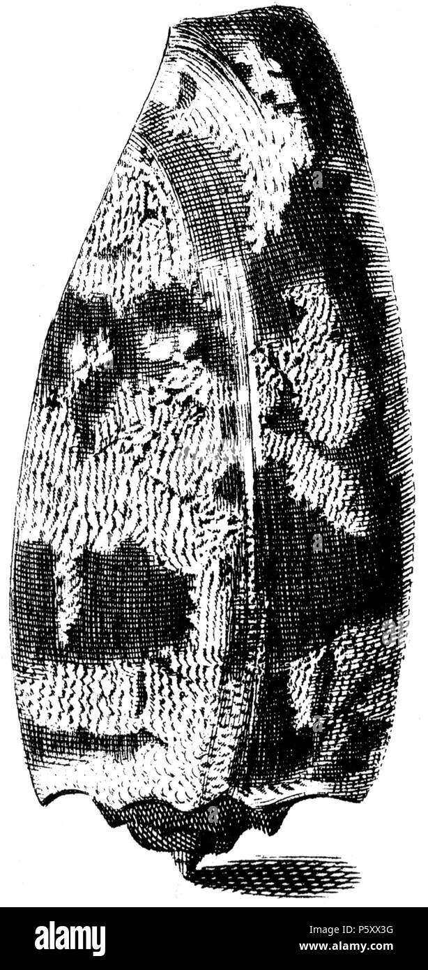 N/A. Anglais : un dessin de Conus geographus Linnaeus , 1758 : Conus geographus Linnaeus , 1758 . 1742. Niccolò Gualtieri 377 Conus geographus--001 Banque D'Images