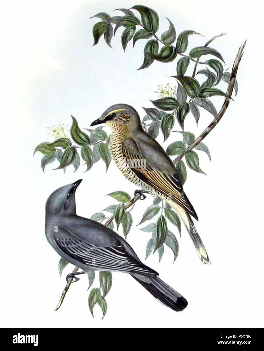 N/A. English : Échenilleur cigale mâle (en bas) et femelle (en haut) . 5 juin 2011. John Gould (1804-1881) Noms alternatifs Gould zoologiste Britannique Description Date de naissance/décès 14 Septembre 1804 2 mars 1881 Lieu de naissance/décès, Lyme Regis London Authority control : Q313787 VIAF:29597222 ISNI:0000 0001 2125 9888 ULAN:500006638 RCAC:n:NLA79100355 35137514 379 WorldCat Coracina tenuirostris par John Gould Banque D'Images