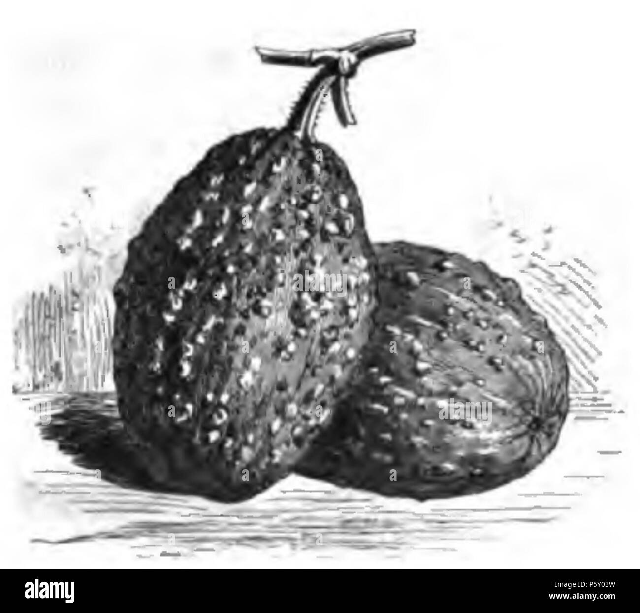 384 fléau sucrière du Brésil Vilmorin-Andrieux 1883 Banque D'Images