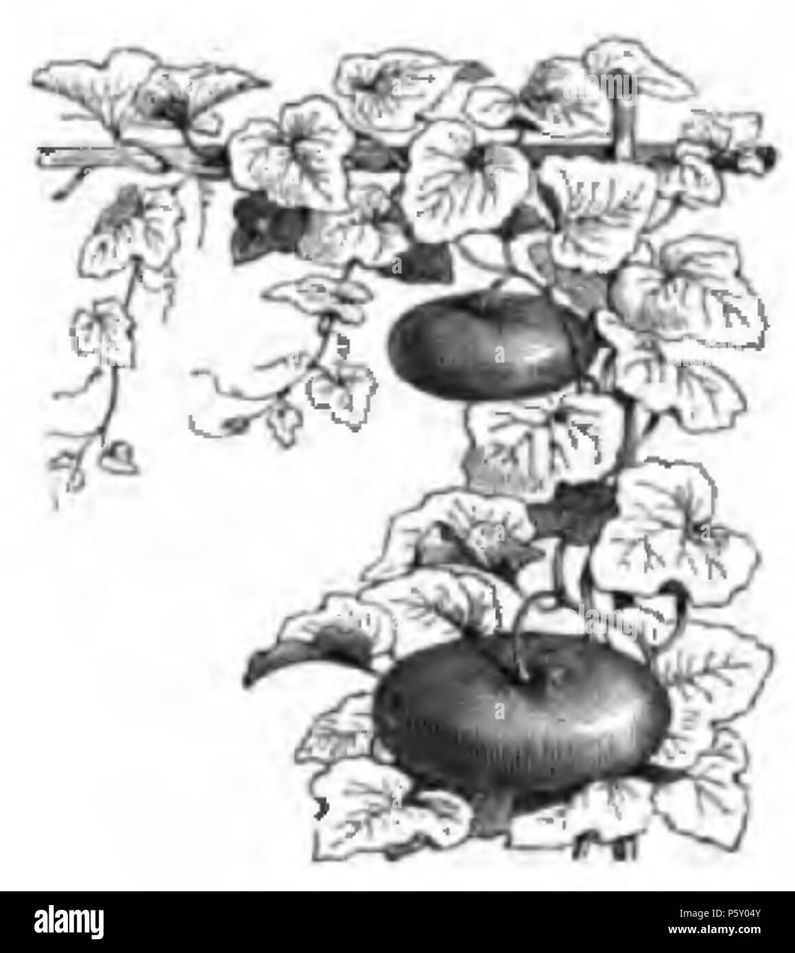 384 Plaque de fléau de Corse Vilmorin-Andrieux 1883 Banque D'Images